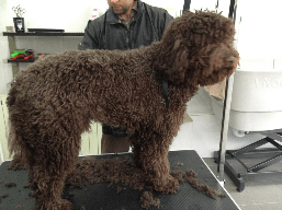 Uw hond wordt vakkundige getoiletteerd, trimmt en geknipt bij Brush hondenkapsalon, Drongen